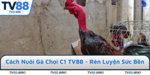 Cách Nuôi Gà Chọi C1 Tại TV88 - Rèn Luyện Sức Bền, Kỹ Thuật