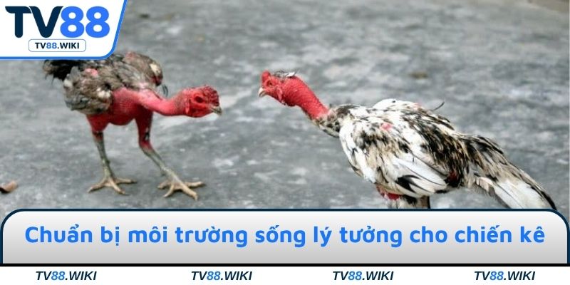 Chuẩn bị môi trường sống lý tưởng cho chiến kê