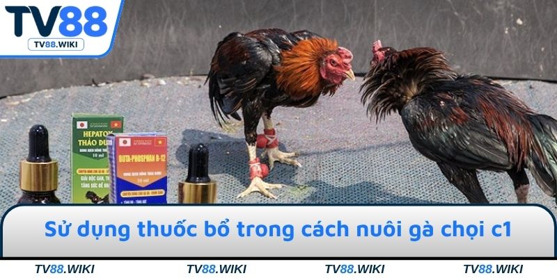 Sử dụng thuốc bổ hiệu quả ở cách nuôi gà chọi C1