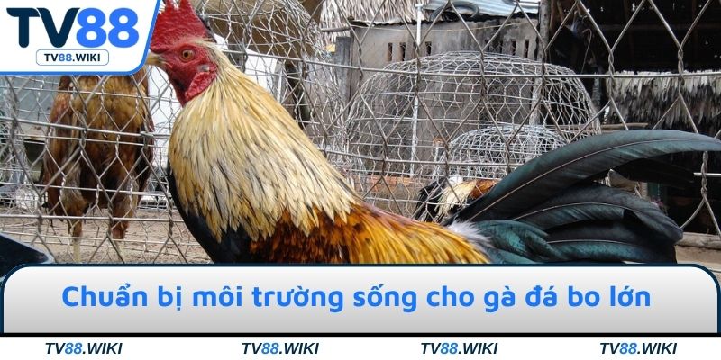 Chuẩn bị môi trường sống cho gà đá bo lớn