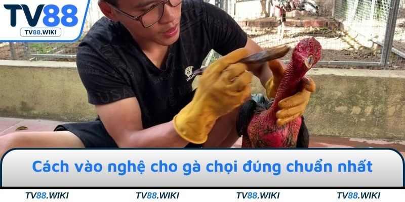 Cách vào nghệ cho gà chọi đúng chuẩn nhất