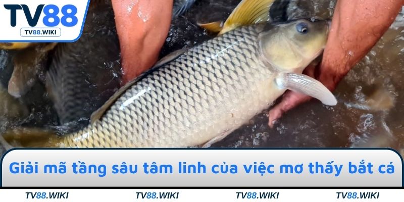Giải mã tầng sâu tâm linh của việc mơ thấy bắt cá