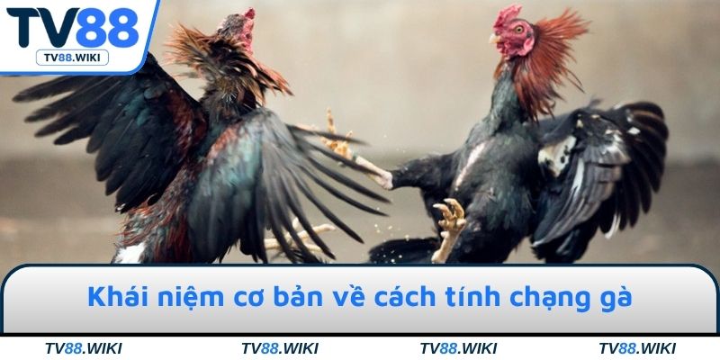 Khái niệm cơ bản về cách tính chạng gà