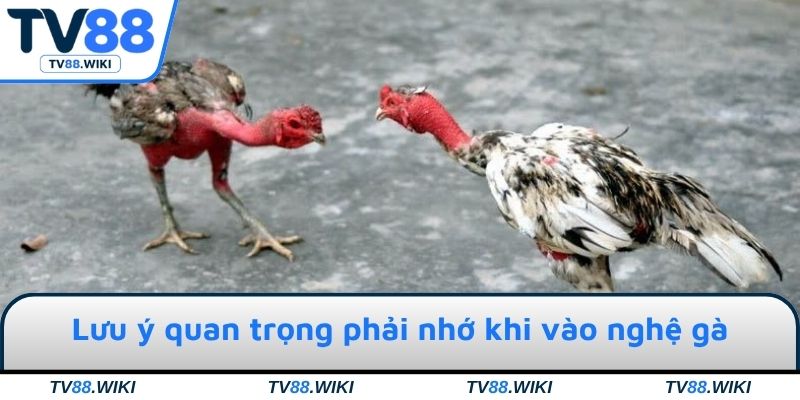 Lưu ý quan trọng phải nhớ khi vào nghệ gà